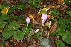 Colchicum speciosum