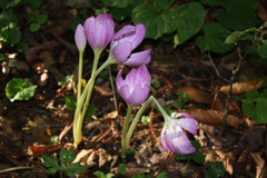 Colchicum speciosum