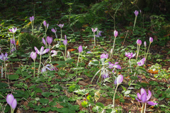 Colchicum speciosum