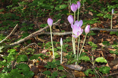Colchicum speciosum