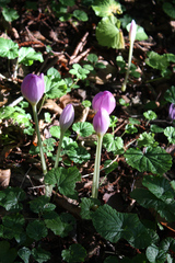 Colchicum speciosum