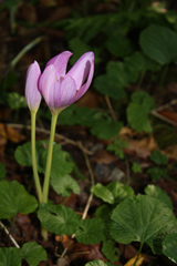 Colchicum speciosum