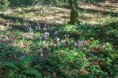 Colchicum speciosum