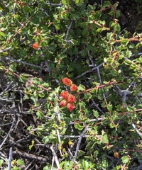 Ceanothus jepsonii