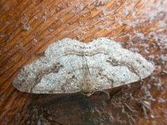 Melanolophia imitata