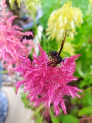 Delta pyriforme circinale