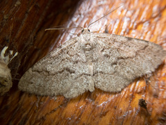 Melanolophia imitata