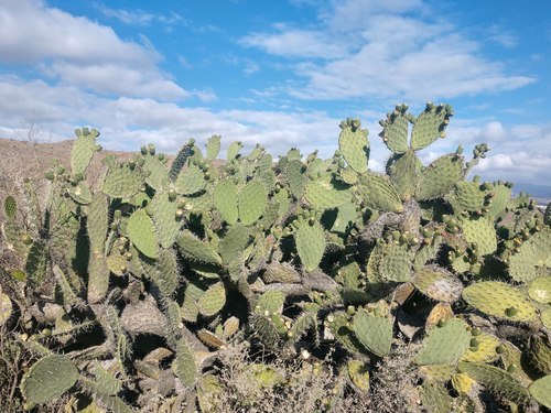 Opuntia streptacantha