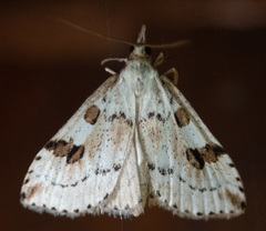 Udea washingtonalis