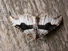 Xanthorhoe defensaria