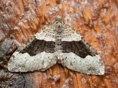 Xanthorhoe defensaria