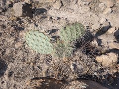 Opuntia chlorotica