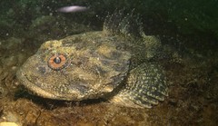 Myoxocephalus polyacanthocephalus