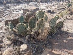 Opuntia robusta