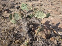 Opuntia robusta