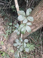 Cissus sterculiifolia