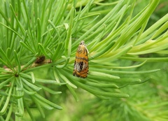 Olethreutes arcuella