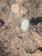 Opuntia robusta