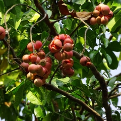 Aphanamixis polystachya