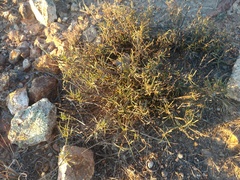 Koeberlinia spinosa