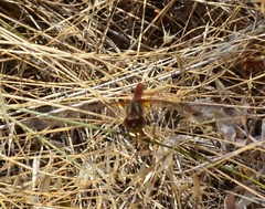 Sympetrum pallipes