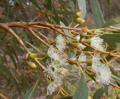 Eucalyptus diversifolia