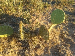 Opuntia robusta