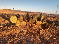 Opuntia robusta