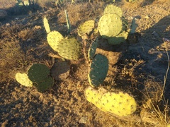 Opuntia robusta