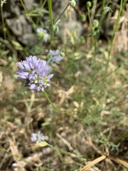 Gilia capitata capitata