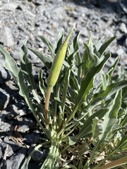 Oenothera howardii