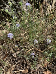 Gilia capitata capitata