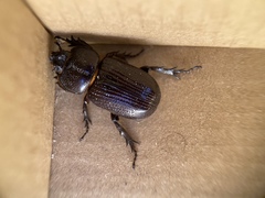 Hemiphileurus illatus