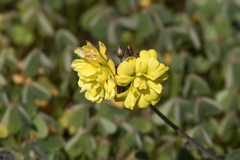 Oxalis pes-caprae pleniflora