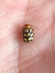 Cryptocephalus perelegans