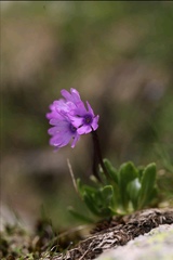Primula glutinosa