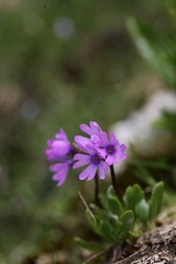 Primula glutinosa