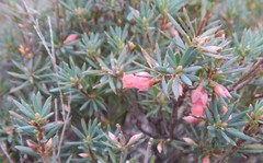 Brachyloma ericoides