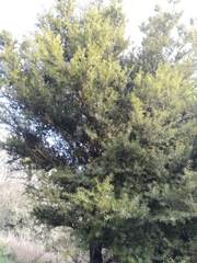 Podocarpus totara