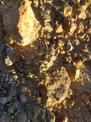 Cylindropuntieae