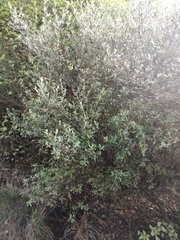 Corokia