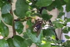 Dolichovespula maculata