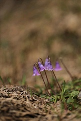 Soldanella pusilla