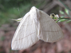 Parabapta clarissa