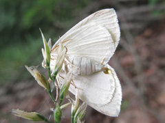 Parabapta clarissa