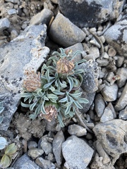 Townsendia jonesii tumulosa