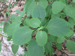 Lamiaceae