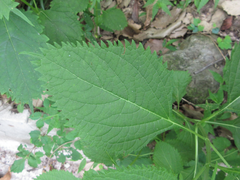 Lamiaceae