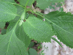 Lamiaceae