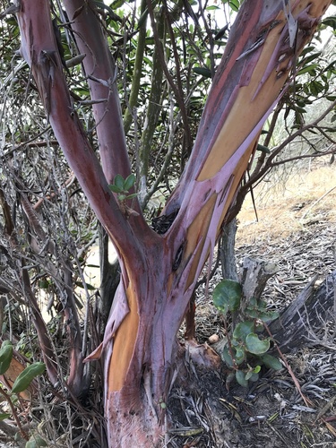 mission manzanita